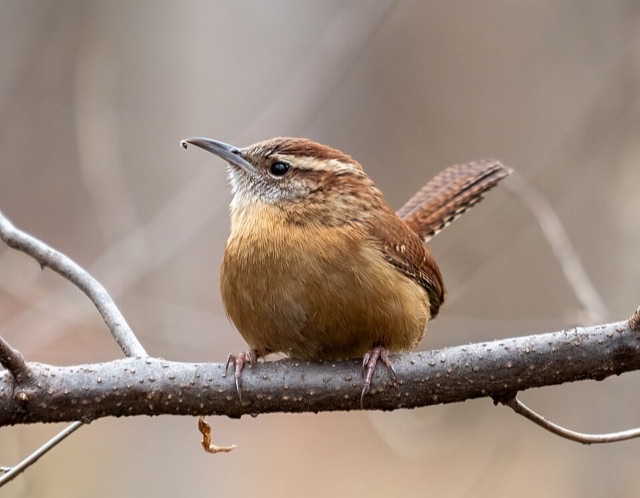 Photograph of a Carolina Wren (Thryothorus ludovicianus), the lead image of the species on Wikipedia