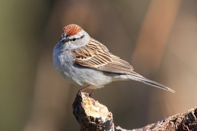 Photograph of a Chipping Sparrow (Spizella passerina), the lead image of the species on Wikipedia