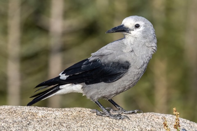 Photograph of a Clark's Nutcracker (Nucifraga columbiana), the lead image of the species on Wikipedia