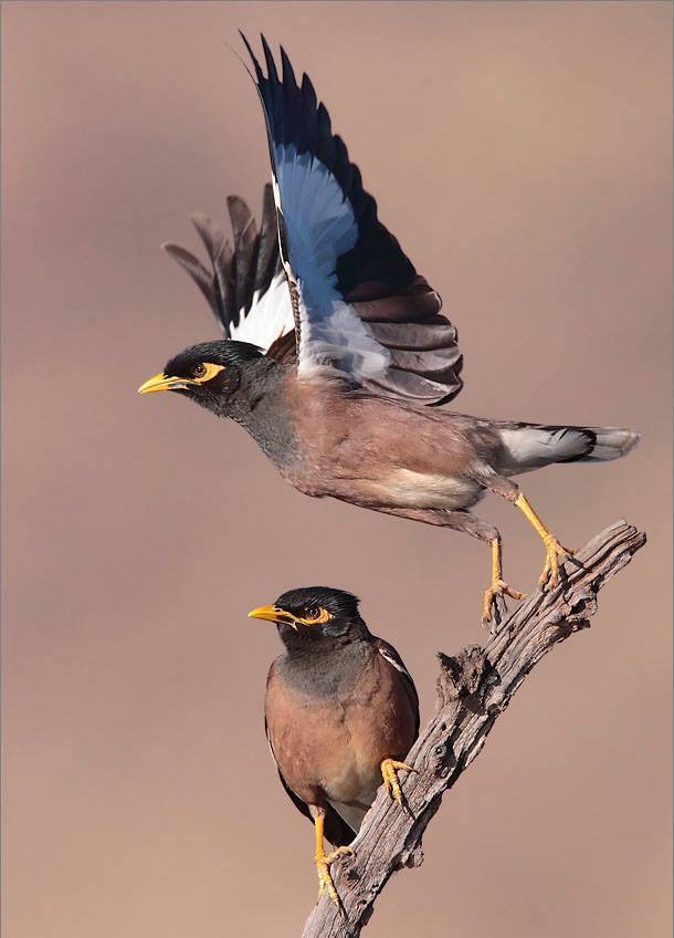 Photograph of a Common Myna (Acridotheres tristis), the lead image of the species on Wikipedia