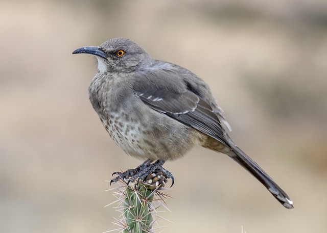 Photograph of a Curve-billed Thrasher (Toxostoma curvirostre), the lead image of the species on Wikipedia