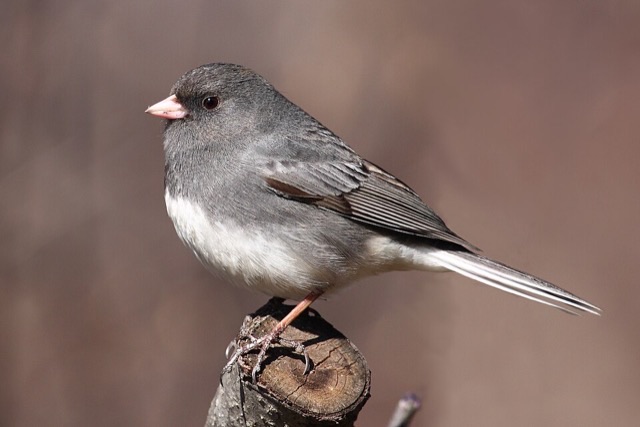 Photograph of a Dark-eyed Junco (Junco hyemalis), the lead image of the species on Wikipedia
