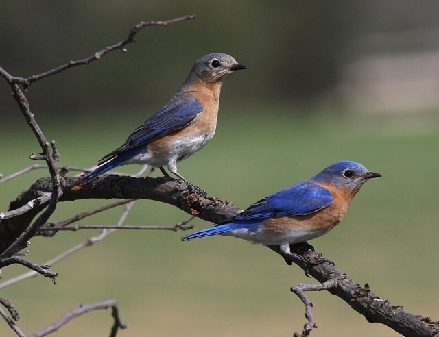 Photograph of an Eastern Bluebird (Sialia sialis), the lead image of the species on Wikipedia