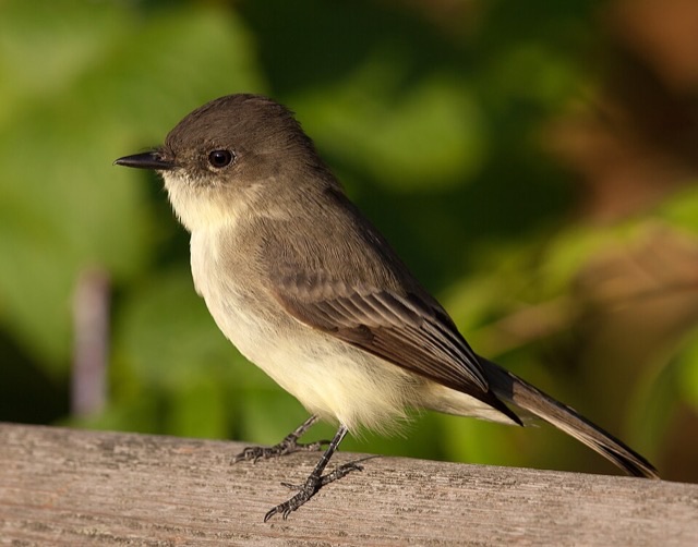 Photograph of an Eastern Phoebe (Sayornis phoebe), the lead image of the species on Wikipedia