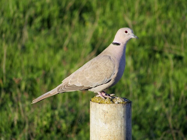 Photograph of an Eurasian Collared-Dove (Streptopelia decaocto), the lead image of the species on Wikipedia