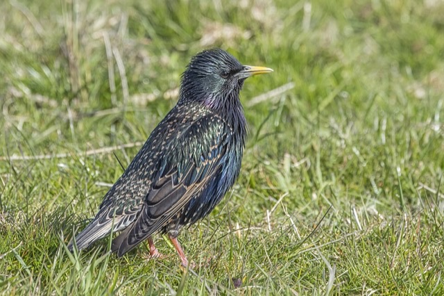 Photograph of an European Starling (Sturnus vulgaris), the lead image of the species on Wikipedia