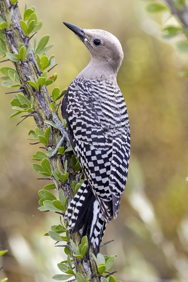 Photograph of a Gila Woodpecker (Melanerpes uropygialis), the lead image of the species on Wikipedia