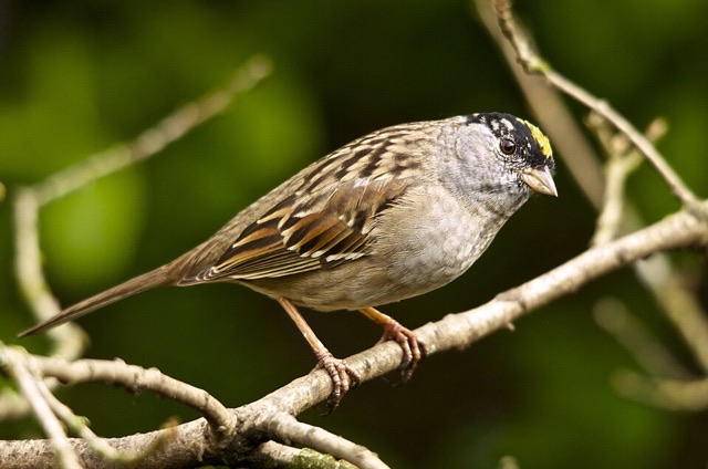 Photograph of a Golden-crowned Sparrow (Zonotrichia atricapilla), the lead image of the species on Wikipedia