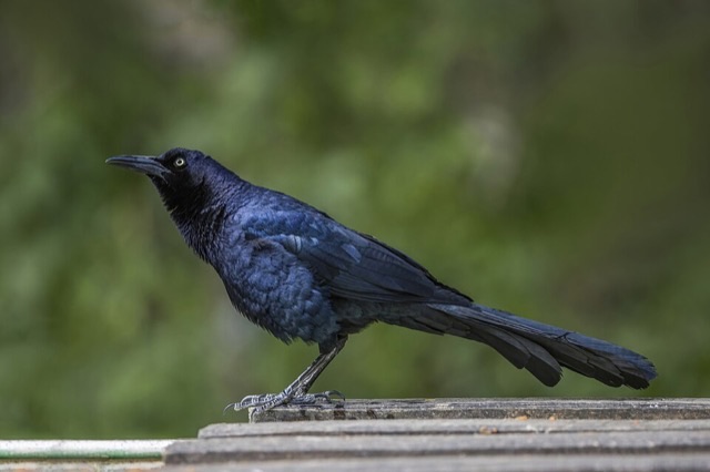 Photograph of a Great-tailed Grackle (Quiscalus mexicanus), the lead image of the species on Wikipedia