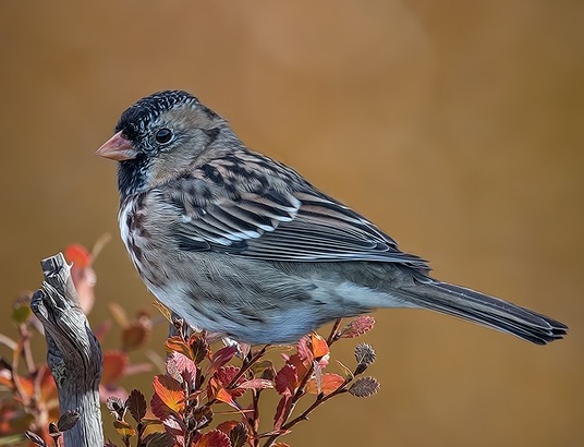 Photograph of a Harris's Sparrow (Zonotrichia querula), the lead image of the species on Wikipedia