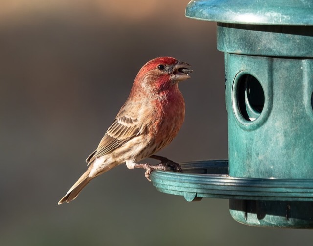 Photograph of a House Finch (Haemorhous mexicanus), the lead image of the species on Wikipedia