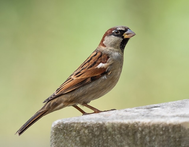 Photograph of a House Sparrow (Passer domesticus), the lead image of the species on Wikipedia