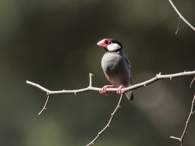 Photograph of a Java Sparrow (Padda oryzivora), the lead image of the species on Wikipedia