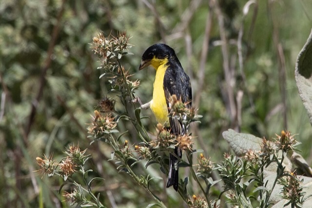 Photograph of a Lesser Goldfinch (Spinus psaltria), the lead image of the species on Wikipedia