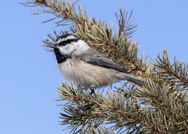 Photograph of a Mountain Chickadee (Poecile gambeli), the lead image of the species on Wikipedia