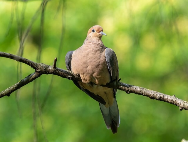 Photograph of a Mourning Dove (Zenaida macroura), the lead image of the species on Wikipedia
