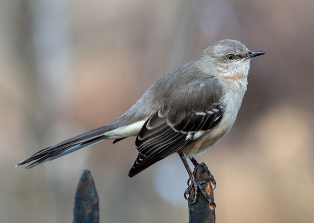 Photograph of a Northern Mockingbird (Mimus polyglottos), the lead image of the species on Wikipedia