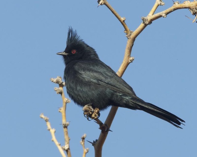 Photograph of a Phainopepla (Phainopepla nitens), the lead image of the species on Wikipedia