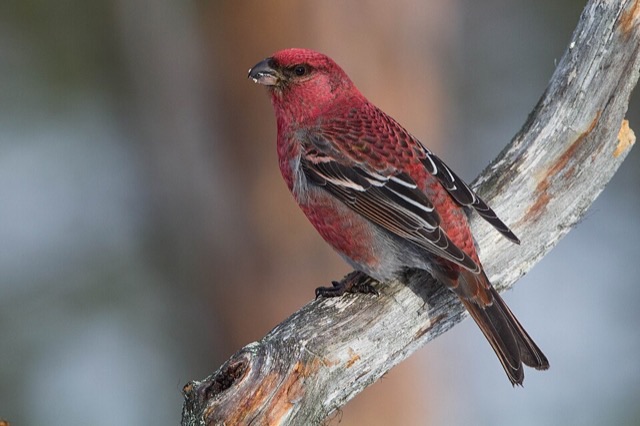 Photograph of a Pine Grosbeak (Pinicola enucleator), the lead image of the species on Wikipedia