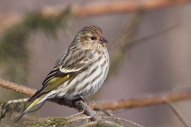 Photograph of a Pine Siskin (Spinus pinus), the lead image of the species on Wikipedia