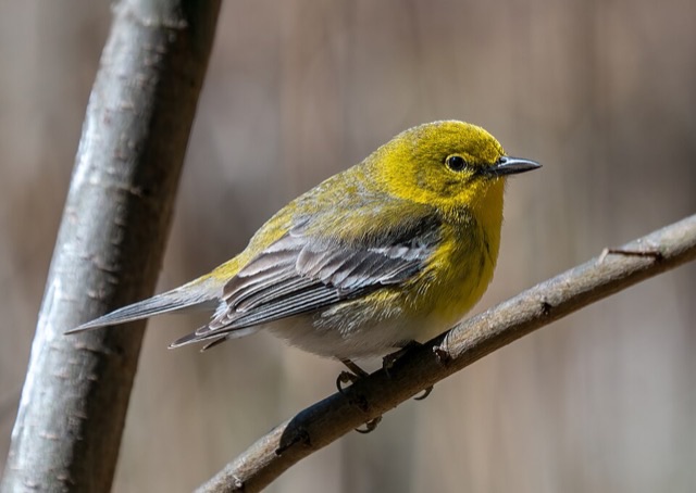 Photograph of a Pine Warbler (Setophaga pinus), the lead image of the species on Wikipedia