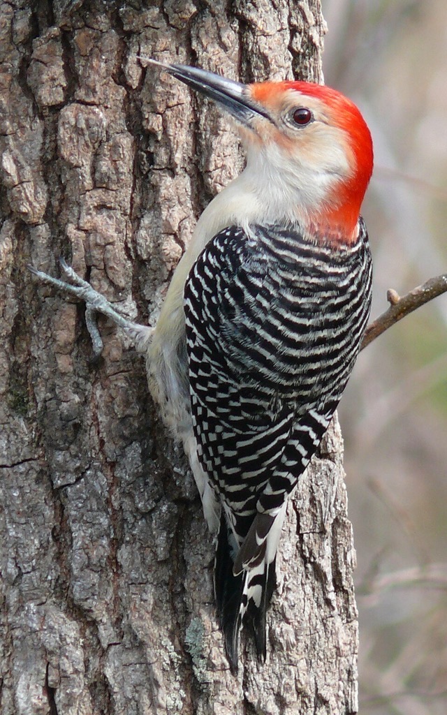 Photograph of a Red-bellied Woodpecker (Melanerpes carolinus), the lead image of the species on Wikipedia