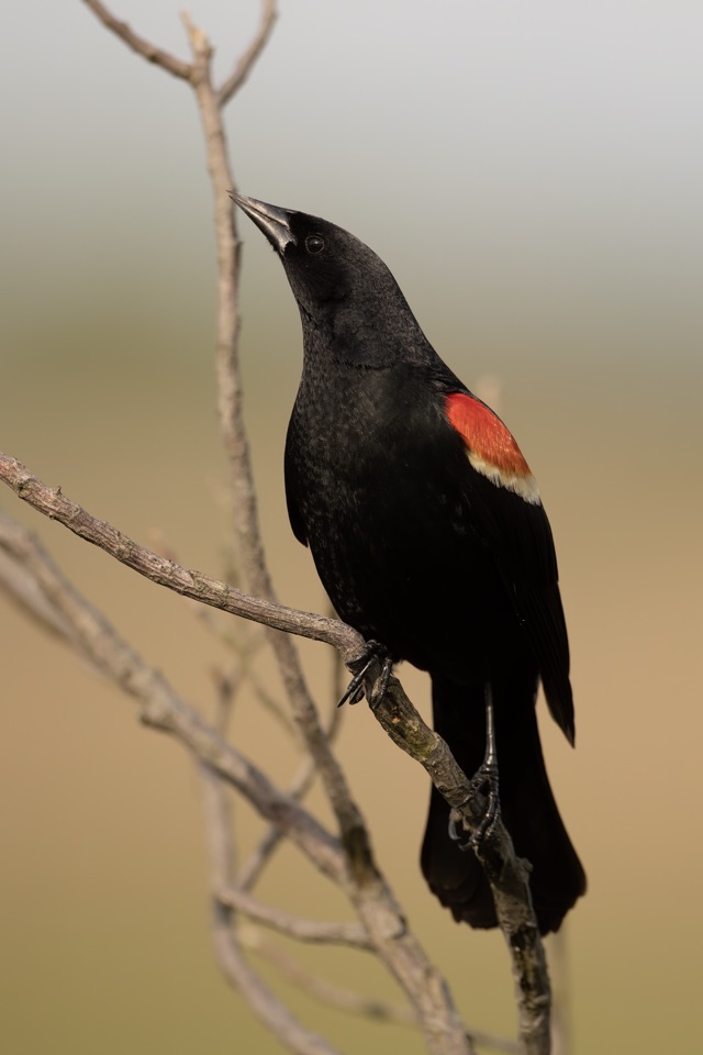 Photograph of a Red-winged Blackbird (Agelaius phoeniceus), the lead image of the species on Wikipedia