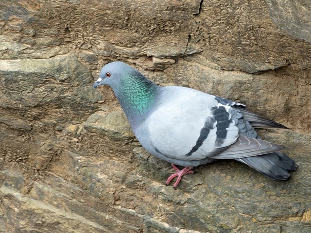Photograph of a Rock Pigeon (Columba livia), the lead image of the species on Wikipedia