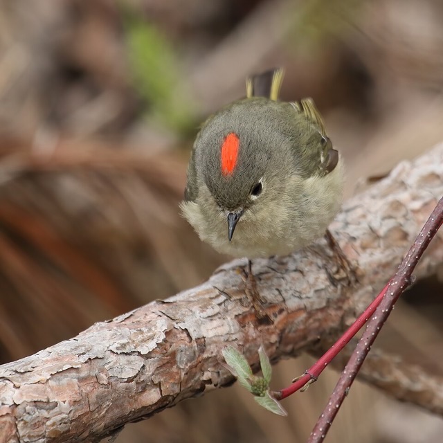 Photograph of a Ruby-crowned Kinglet (Corthylio calendula), the lead image of the species on Wikipedia