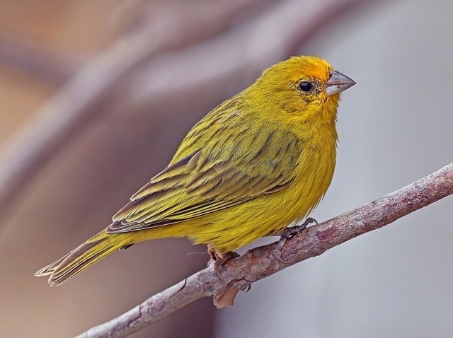 Photograph of a Saffron Finch (Sicalis flaveola), the lead image of the species on Wikipedia