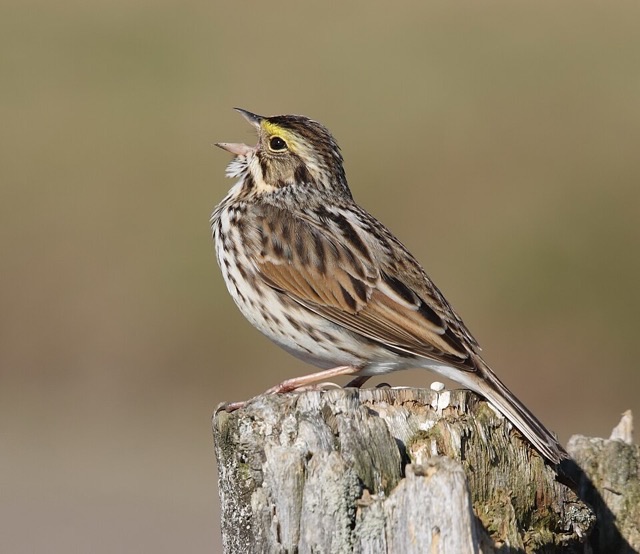 Photograph of a Savannah Sparrow (Passerculus sandwichensis), the lead image of the species on Wikipedia