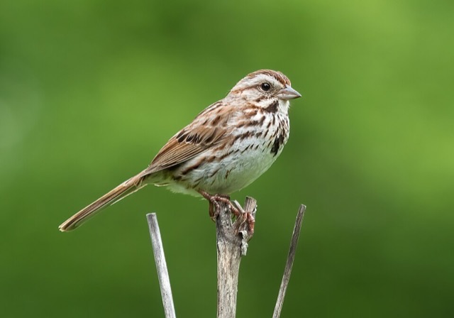 Photograph of a Song Sparrow (Melospiza melodia), the lead image of the species on Wikipedia