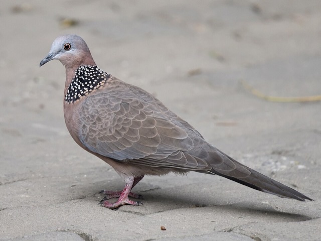 Photograph of a Spotted Dove (Spilopelia chinensis), the lead image of the species on Wikipedia