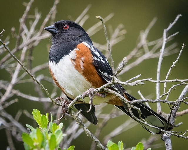 Photograph of a Spotted Towhee (Pipilo maculatus), the lead image of the species on Wikipedia