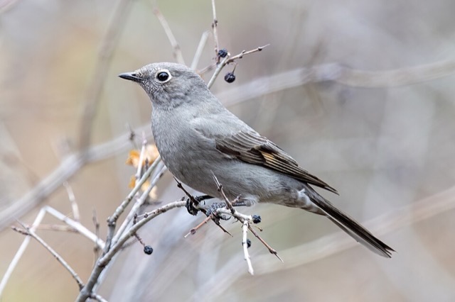 Photograph of a Townsend's Solitaire (Myadestes townsendi), the lead image of the species on Wikipedia