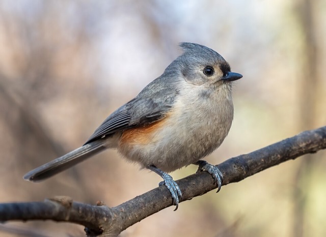 Photograph of a Tufted Titmouse (Baeolophus bicolor), the lead image of the species on Wikipedia