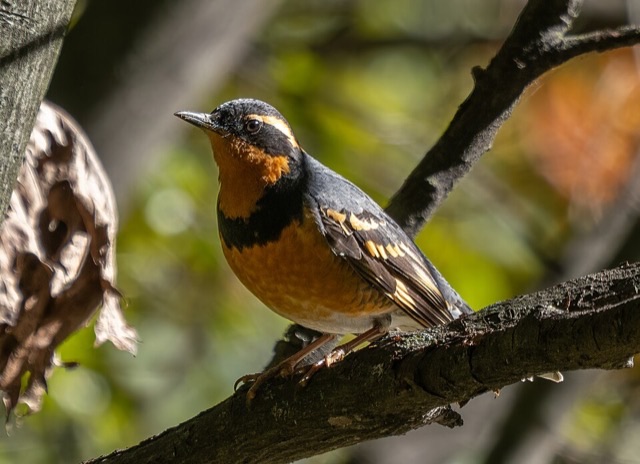 Photograph of a Varied Thrush (Ixoreus naevius), the lead image of the species on Wikipedia
