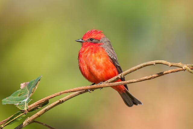 Photograph of a Vermilion Flycatcher (Pyrocephalus rubinus), the lead image of the species on Wikipedia