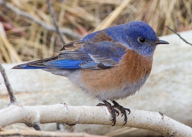 Photograph of a Western Bluebird (Sialia mexicana), the lead image of the species on Wikipedia