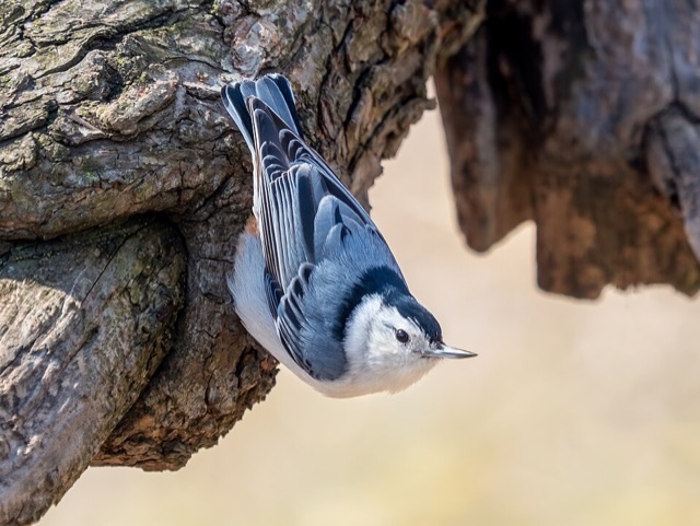 Photograph of a White-breasted Nuthatch (Sitta carolinensis), the lead image of the species on Wikipedia