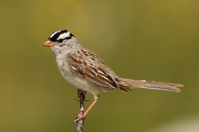 Photograph of a White-crowned Sparrow (Zonotrichia leucophrys), the lead image of the species on Wikipedia