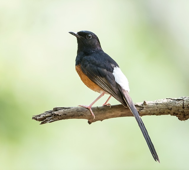 Photograph of a White-rumped Shama (Copsychus malabaricus), the lead image of the species on Wikipedia