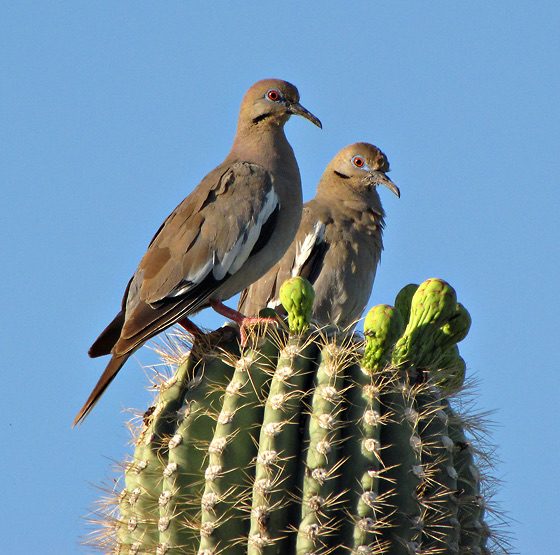 Photograph of a White-winged Dove (Zenaida asiatica), the lead image of the species on Wikipedia