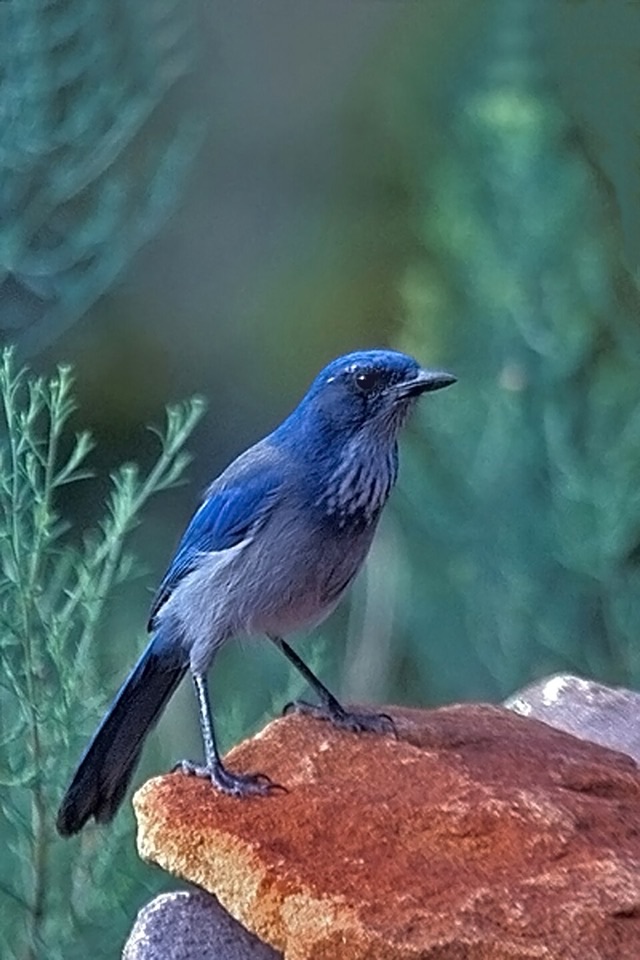 Photograph of a Woodhouse's Scrub-Jay (Aphelocoma woodhouseii), the lead image of the species on Wikipedia