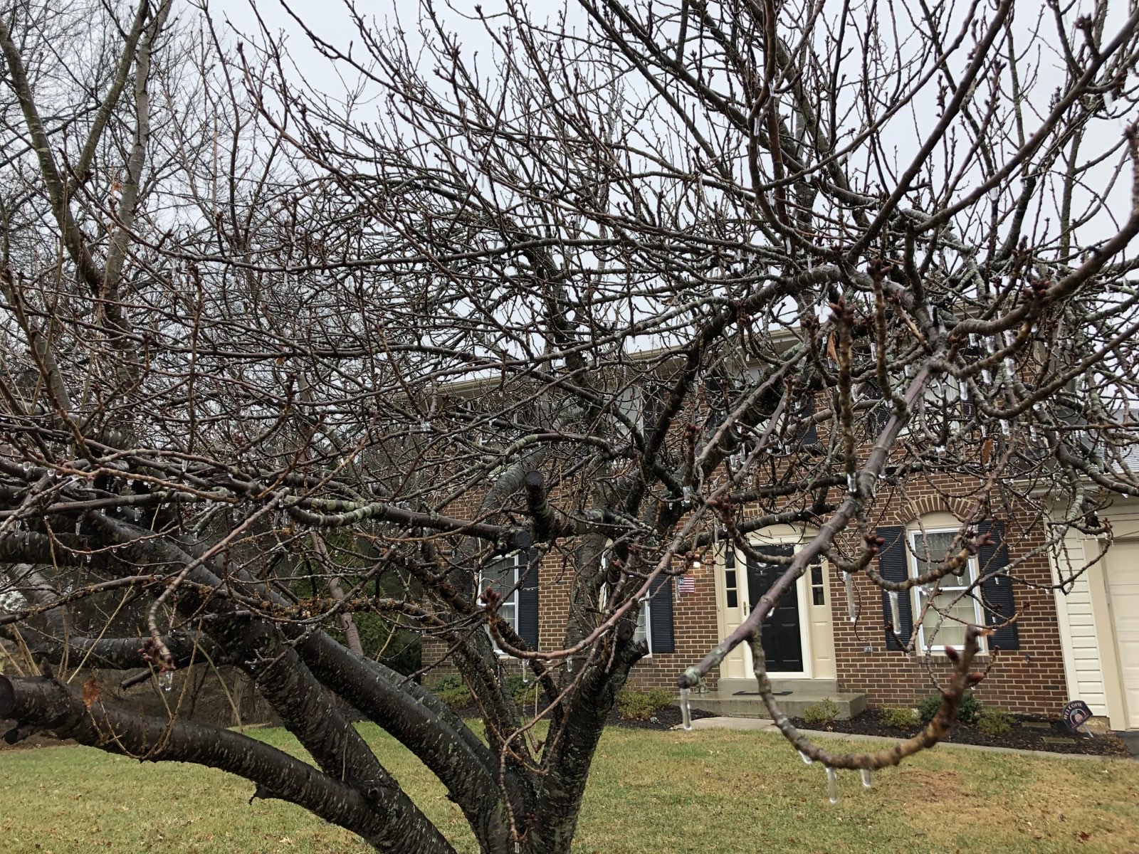 Freezing rain glaze and icicles on cherry tree branches in Virginia