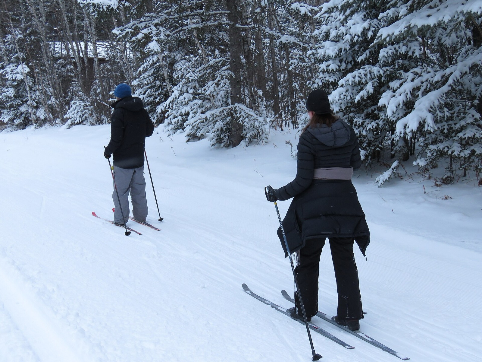 Two skiers seen from behind, moving away down a wide flattened snow corridor through snow-loaded spruce