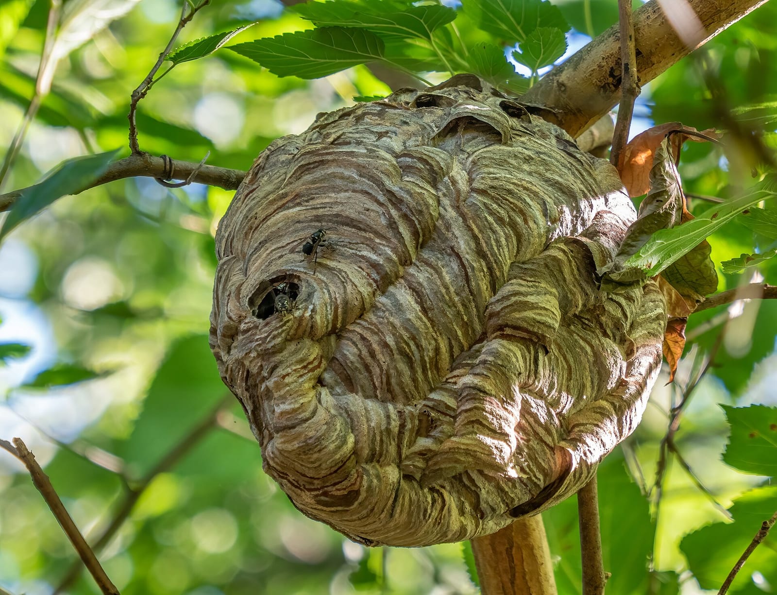 Grey-brown football-shaped paper nest of bald-faced hornets hanging among green tree branches, with an entrance hole near the lower left