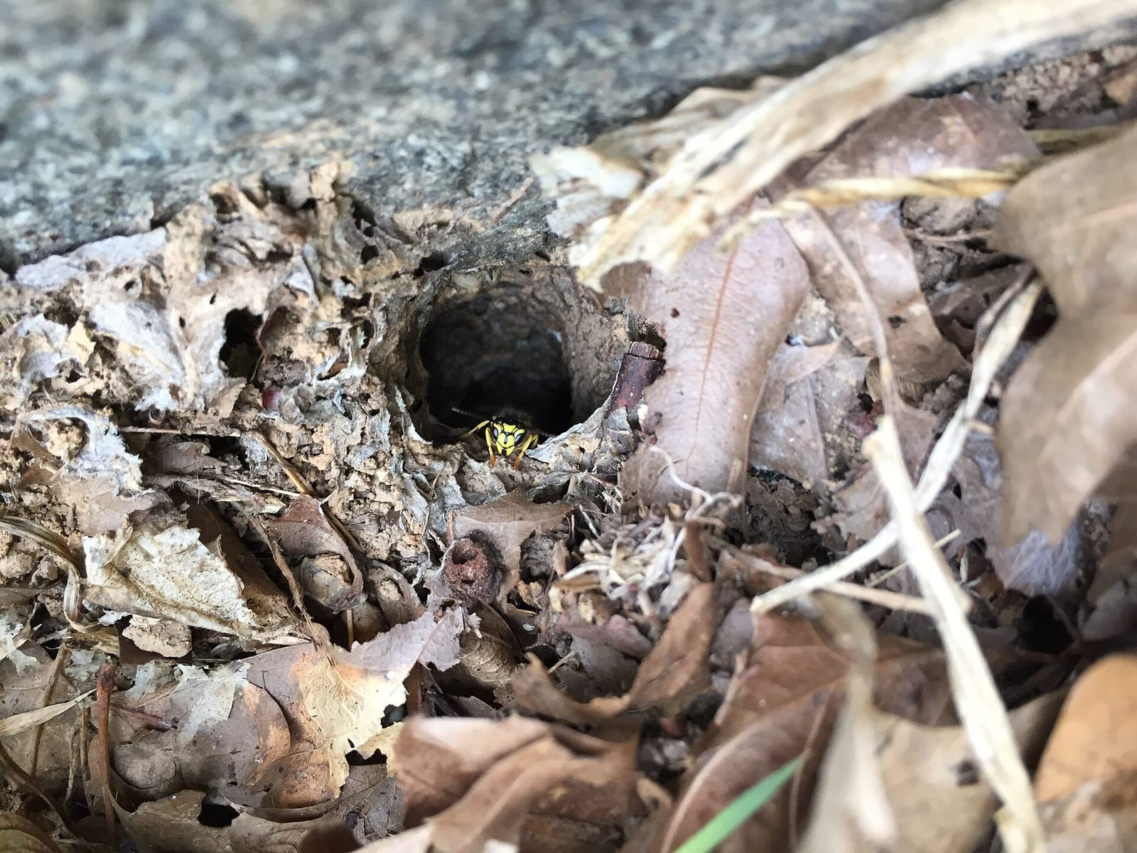 A yellowjacket at the mouth of a below-ground nest entrance hole in bare soil at the edge of pavement, surrounded by dry leaves