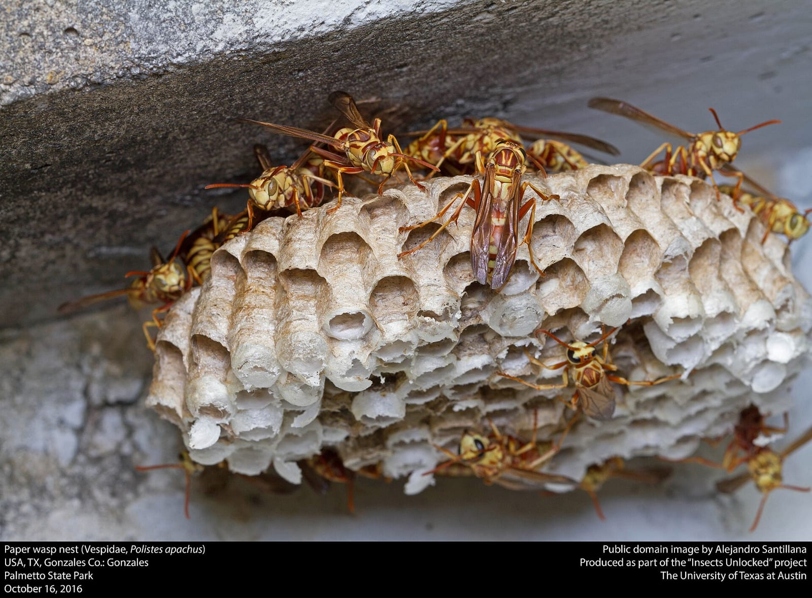 Paper wasps clustered on an open, umbrella-shaped comb nest attached beneath a concrete ledge, with hexagonal cells visible