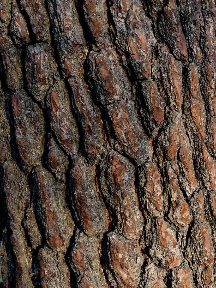 Cedar bark macro